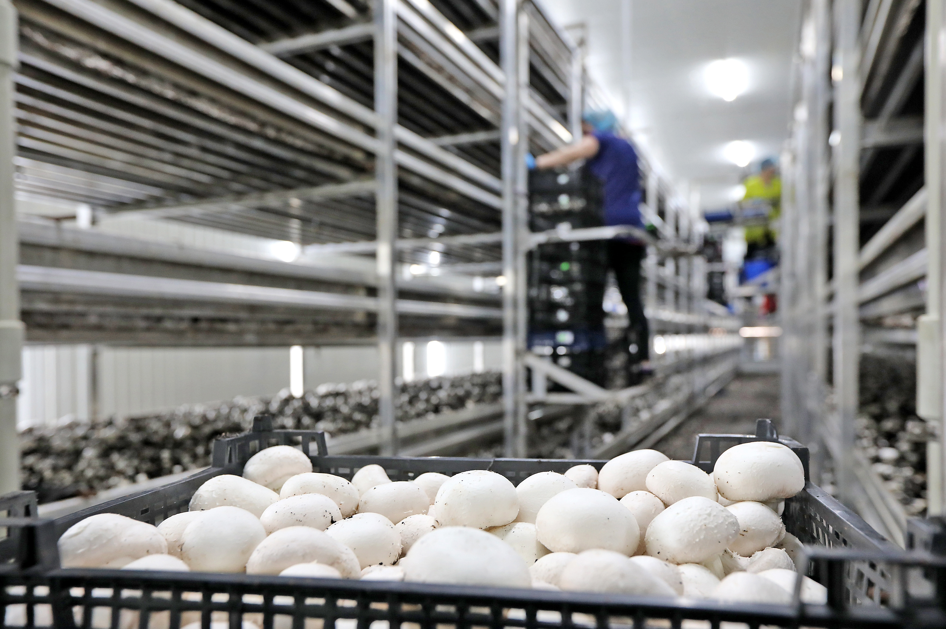 Mantar Üretiminde Verimliliği Belirleyen Gizli Kahraman: Raf Sistemleri